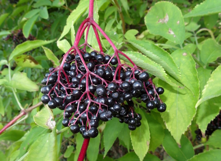 czarny bez