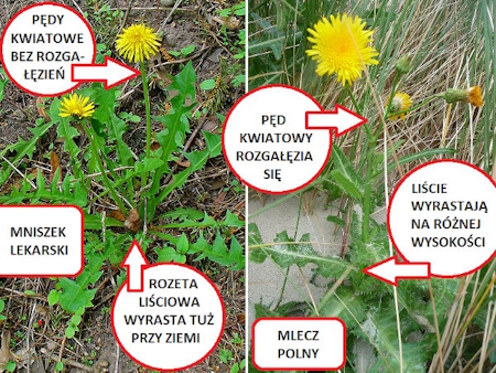 mniszek czy mlecz